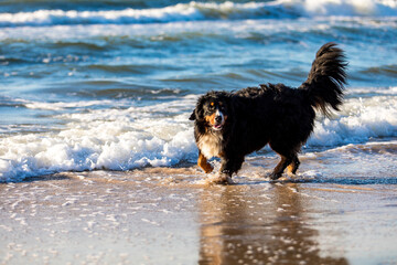 Bernese Mountain Dog playing in the Baltic sea 