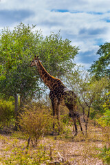 Fototapeta premium Giraffe graze in the bushes