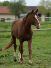Jeune cheval au pré à Foissiat, France