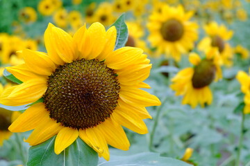 sunflower field in summer