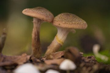 close-up of mushrooms in the woods