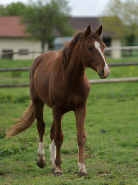 Jeune cheval au pré à Foissiat, France