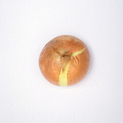 onion  on a isolated white background