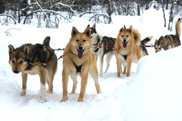 Husky sled dog bound in chains, eagerly waiting, in Lapland, Finland.