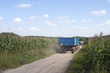 Fototapeta jadący z przyczepą traktor między polami kukurydzy obraz