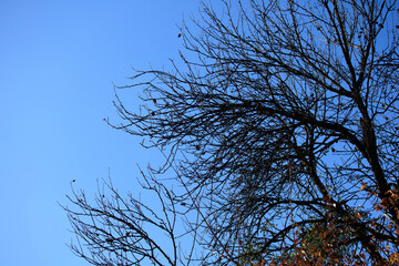 Tree branches against the blue sky