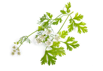 Coriander. It is also known as Chinese parsley, dhania or cilantro. Plant Isolated