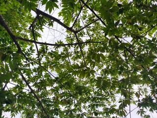 Low angle view of trees. 
