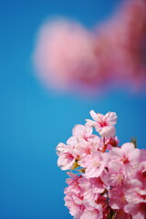 河津桜と春爛漫