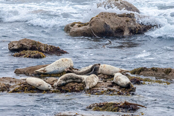 Common Seal (Phoca vitulina) in Bodega Bay, California, USA