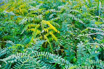 羽状複葉の葉を広げる植物の群生
