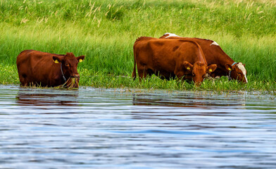 Cattle in grass land