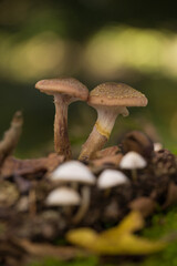 close-up of mushrooms in the woods