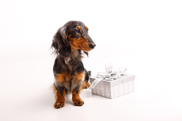 dog Dachshund on a white background with a gift