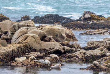 Common Seal (Phoca vitulina) in Bodega Bay, California, USA