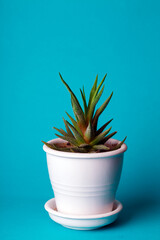 succulent on a blue background