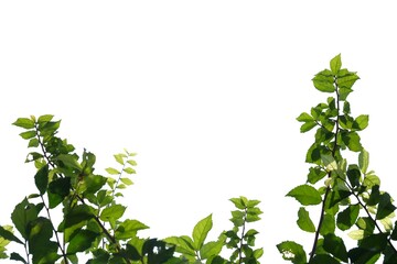 Young tropical plant leaves with branches and sunlight on white isolated background for green foliage backdrop and copy space 