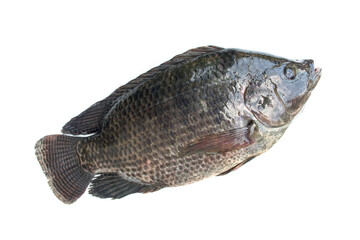 Tilapia fish isolated on white background.