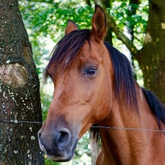 beautiful brown horse portrait in the mountain