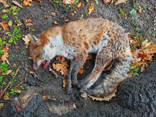 A dead urban fox at a roadside in a urban area. in the UK
