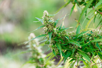 Top of marijuana or cannabis plant with bud and green leaves growing in a garden, close up