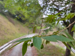 Tropical cherry tree branch