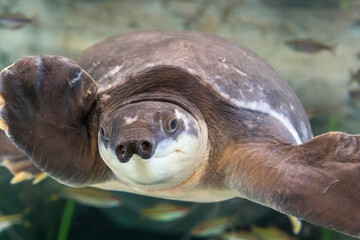 Swimming turtle