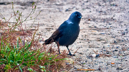 The western jackdaw Coloeus monedula, also known as the Eurasian jackdaw. color nature