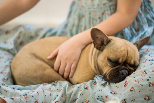 Young Woman With french bulldog Sleeping On Lap . 