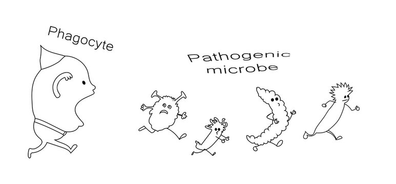 White blood cells lymphocytes. Vector sketch drawn image for kids.