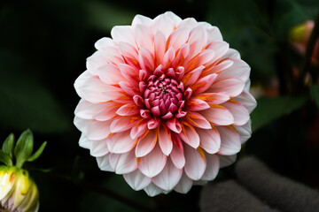 Beautiful white, pink and orange dahlia flower with dark background, close up