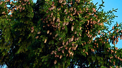 Branches ate with cones. The background of the Christmas card. color