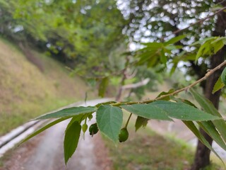 tropical cherry tree branch