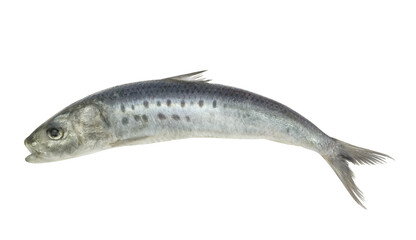 Sardine fish isolated on white background	