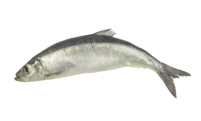 Herring fish isolated on white background	
