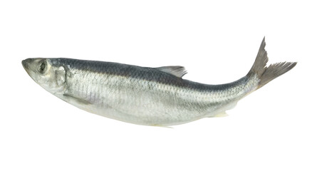 Raw herring fish isolated on white background	
