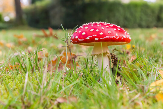 Fly agaric mushroom (Amanita muscaria) in the graas in Paterswolde