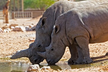 Naklejka premium white rhino in zoo