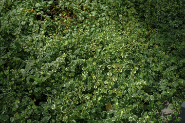 Naklejka premium Green background of small leaves in shadows top view close-up. Copy space