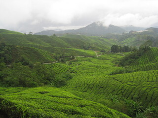 Fototapeta premium The flora and fauna of the jungles and forest of the Cameron Highlands in central Malaysia, Southeast Asia