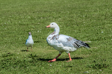 Blue Goose (Anser caerulescens) in park, Keil, Schleswig-Holstein, Germany