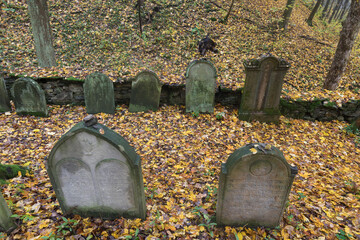 Tombstones in the Old Jewish Cemetery in  in the oak forest. One of the largest of its kind in Europe. Autumn season in landscape. The small Jewish necropolis.