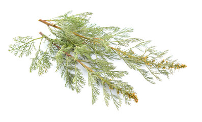 Artemisia arborescens, the tree wormwood isolated on white