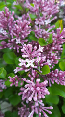 Close up of lilac flowers