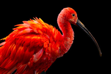 Ibis bird on black background