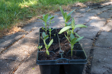 Small young cuttings and annual flowers and vegetables in flower pots. Concept of gardening. Selective focus, copy space