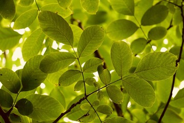 Fototapeta na wymiar green tree leaves in autumn season, green background