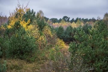 Fototapeta premium Autumn landscape with birches and small pines.
