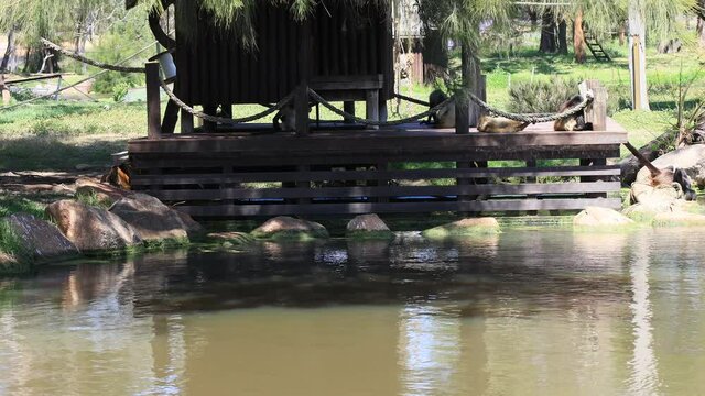 Baby spider monkey drinks from lake in a park of Dubbo plains as 4k.
