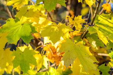 Sunlight shines through yellow autumn maple leaves